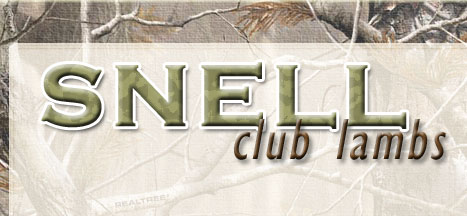 Snell Club Lambs